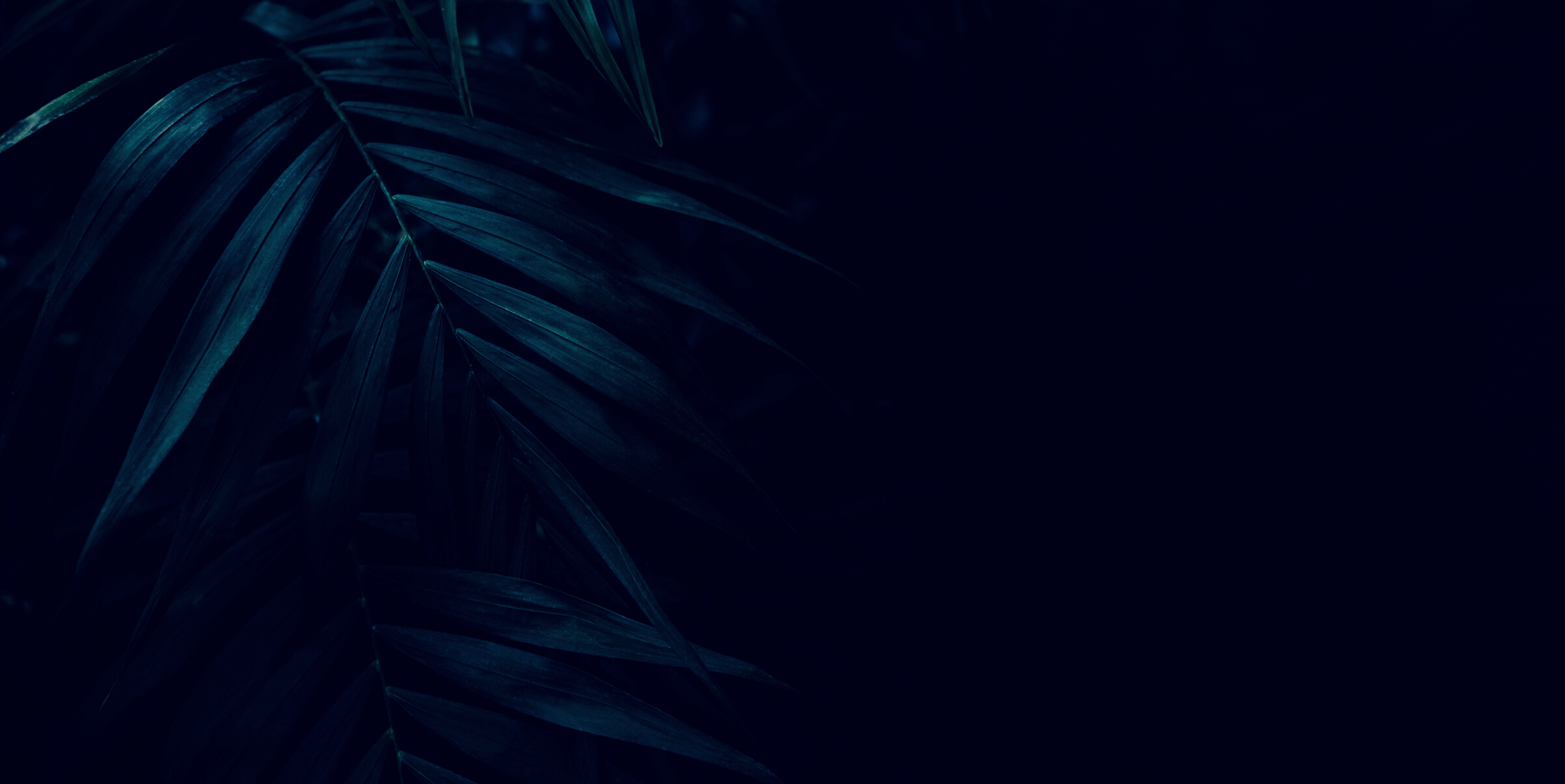 Dark green leaves background. Minimal neutral aesthetic.